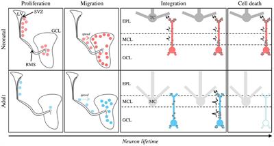 Olfactory neurogenesis plays different parts at successive stages of life, implications for mental health